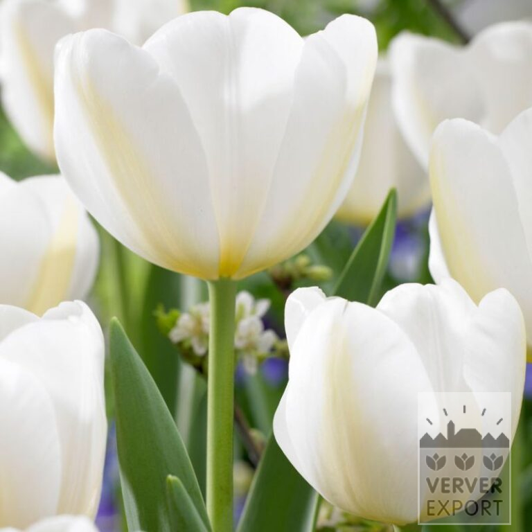 Tulipes 'Angels Wish' (12839)
