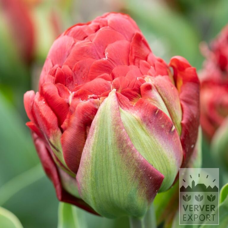 Tulipes 'Ice Cream Strawberry' (12840)