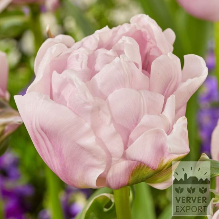 Tulipes 'Gabriella Double' (12843)