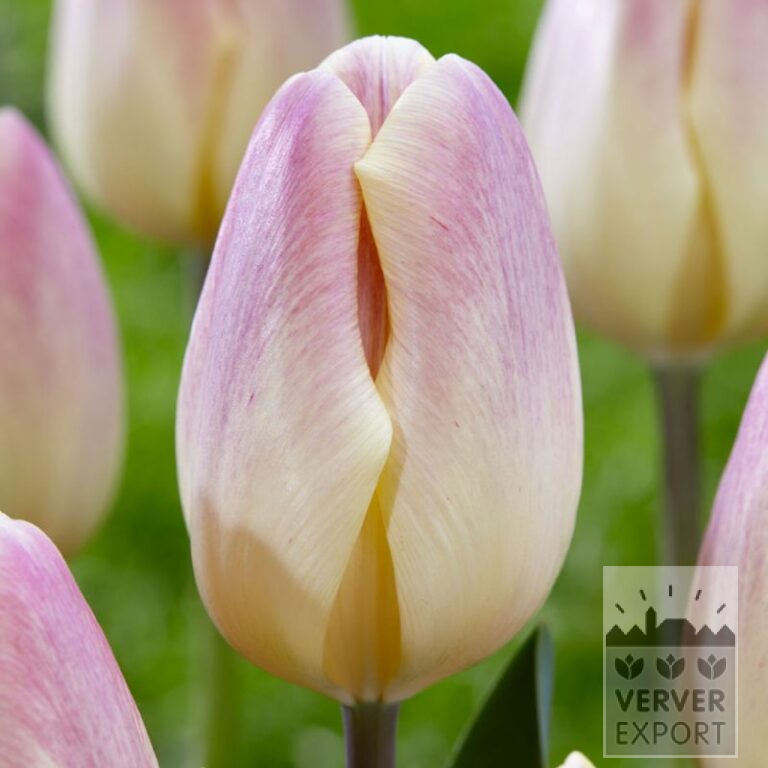 Tulipes 'Merci Cherie' (12845)