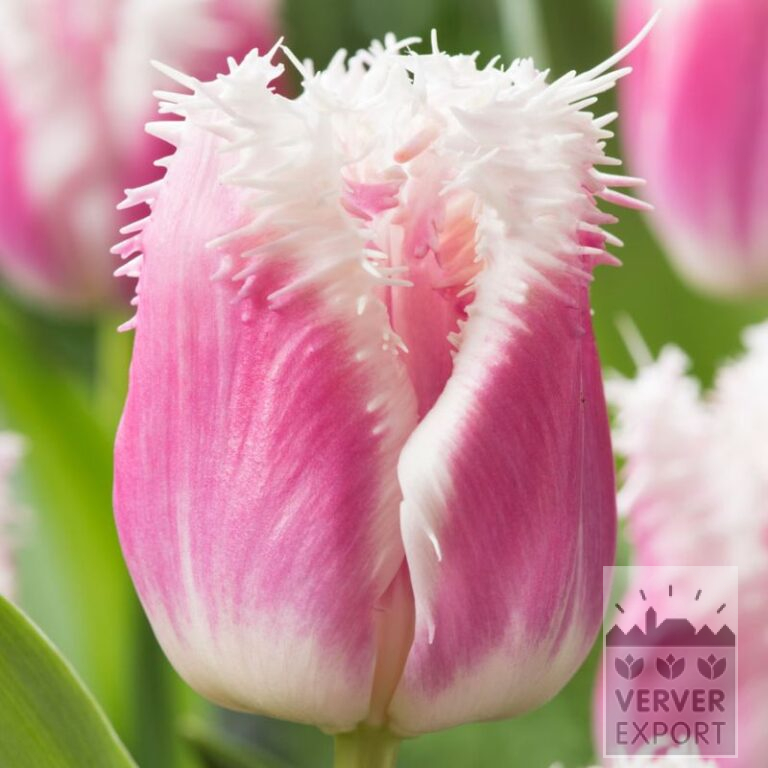 Tulipes 'Hawaii' (12846)