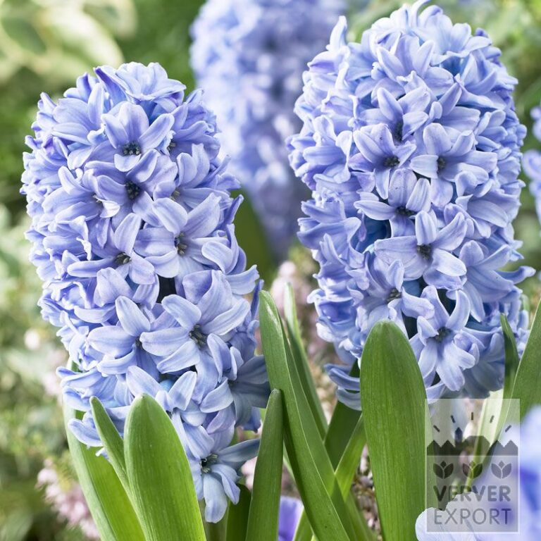 Jacinthes 'Delfts Blue' (13006)