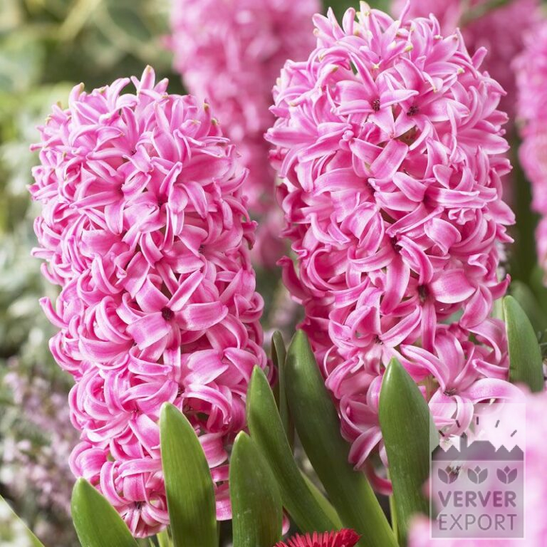 Jacinthes 'Pink Pearl' (13010)