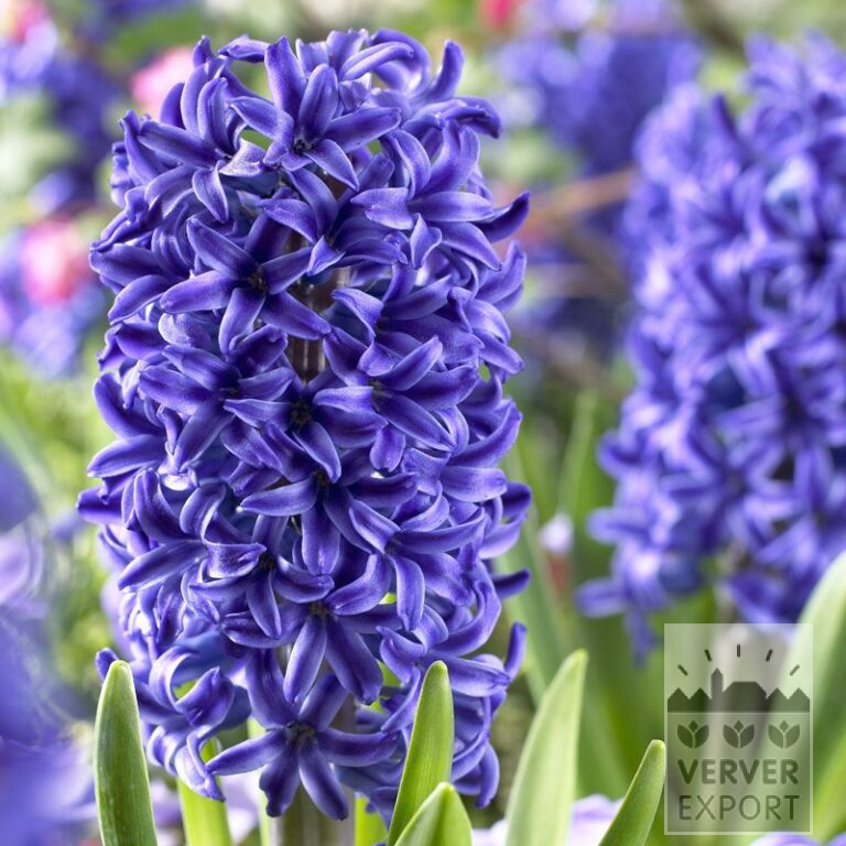 Jacinthes 'Blue Jacket' (13015)