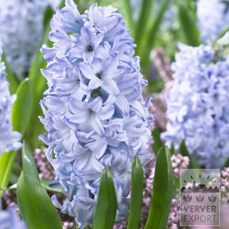 Jacinthes 'Aqua' (13058)