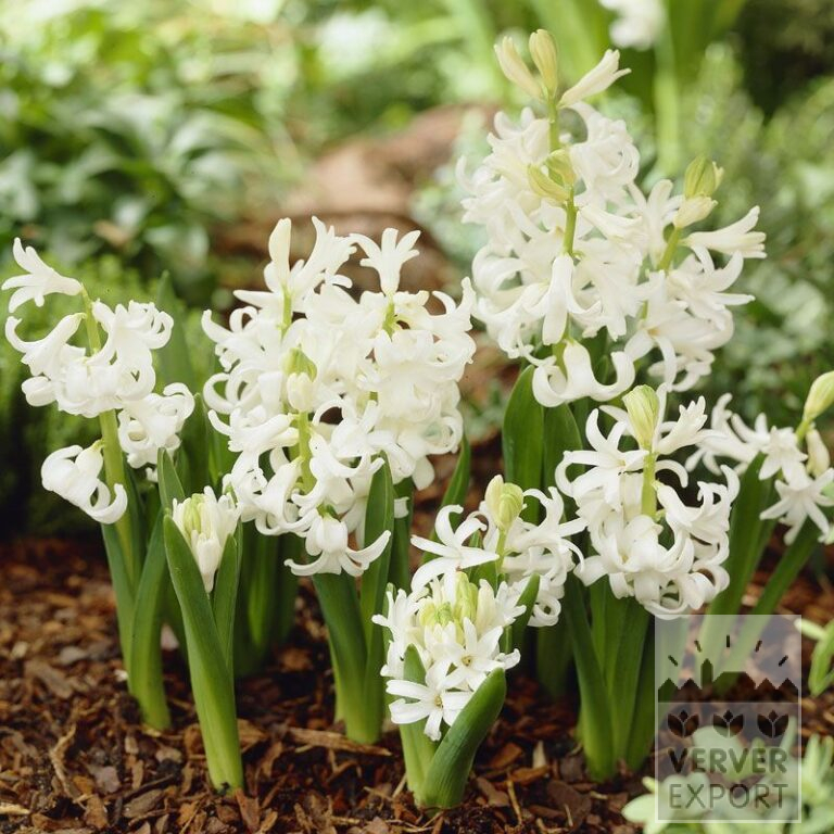 Jacinthes multiflora blanc (13024)