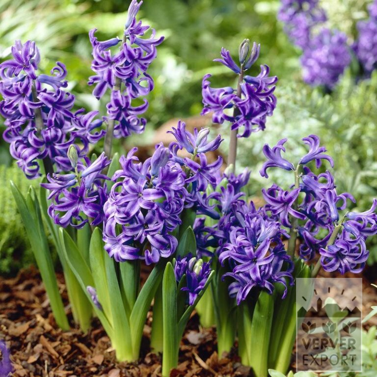 Jacinthes multiflora bleu (13025)