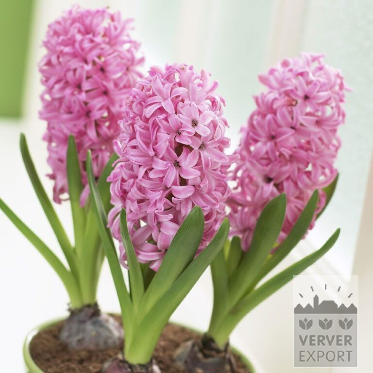 Jacinthes 'Pink Pearl' - préparées (13031)