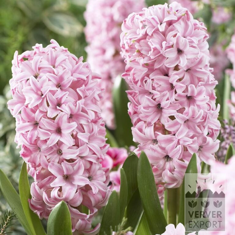 Jacinthes 'Fondant' (13040)