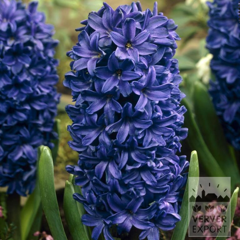 Jacinthes 'Peter Stuyvesant' (13042)