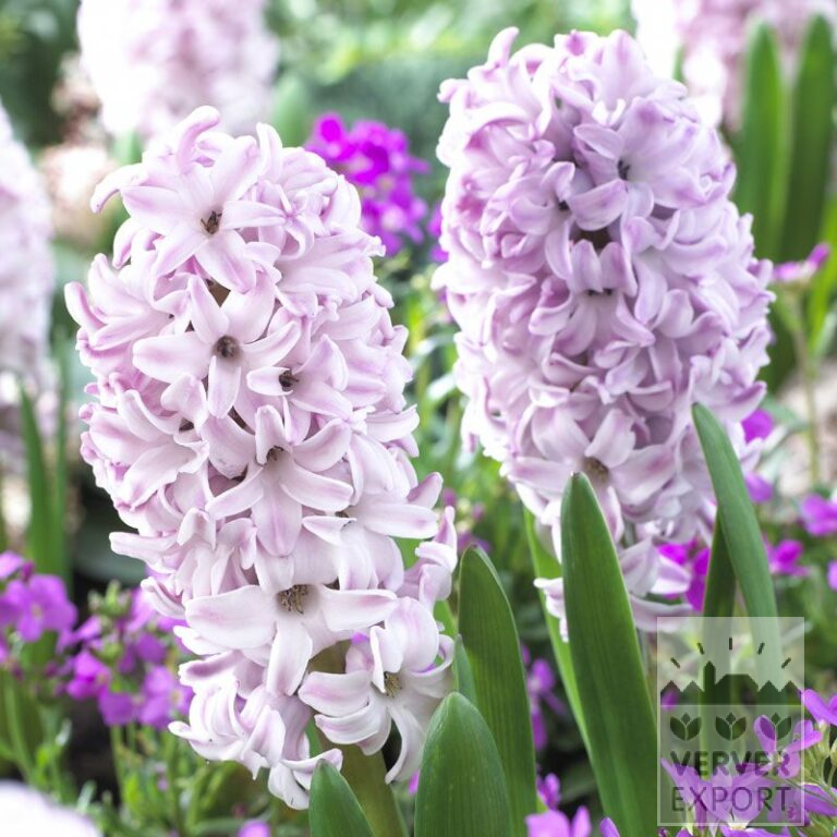 Jacinthes 'Splendid Cornelia' (13046)