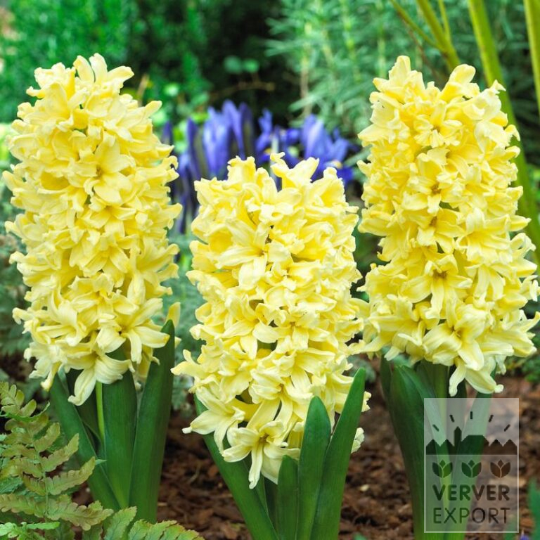 Jacinthes 'Yellow Queen' (13054)