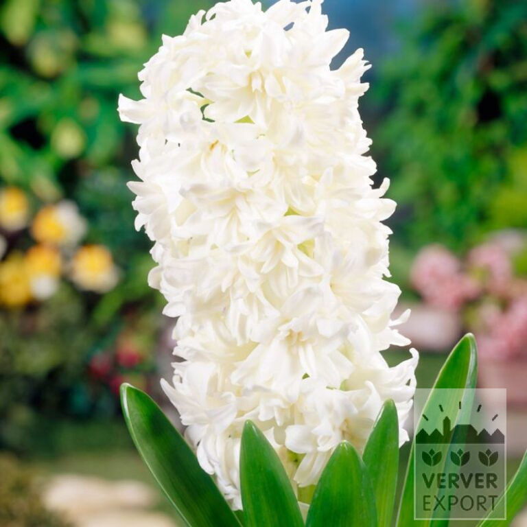 Jacinthes 'White Fleur' (13056)