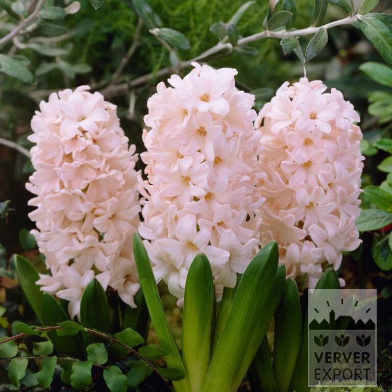 Jacinthes 'China Pink' (13060)