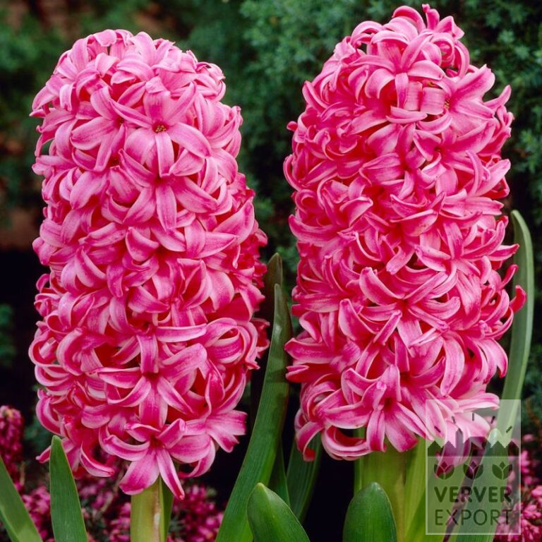 Jacinthes 'Silvester' (13061)