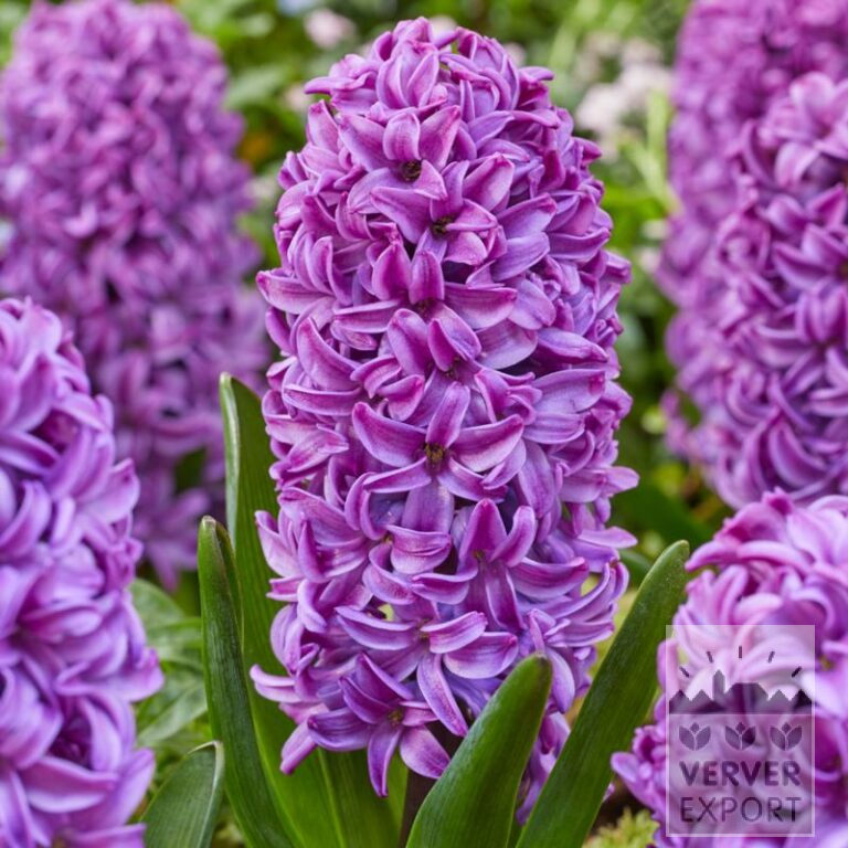 Jacinthes 'Purple Dream' (13064)