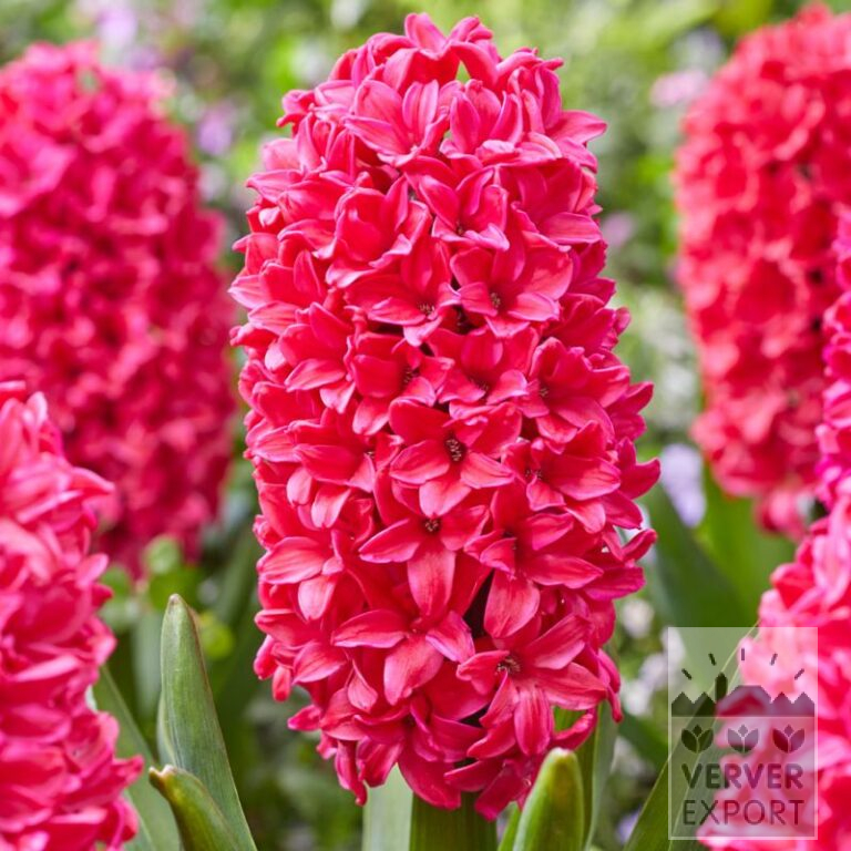 Jacinthes 'Amore' (13065)
