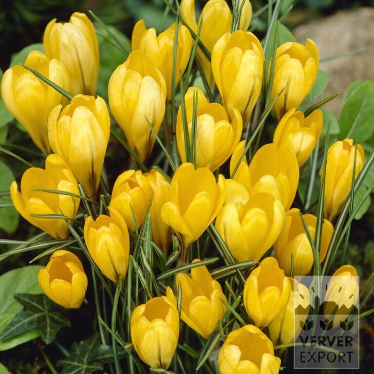 Crocus 'Jaune' (14001)