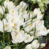 Crocus 'Jeanne d'Arc' (14002)