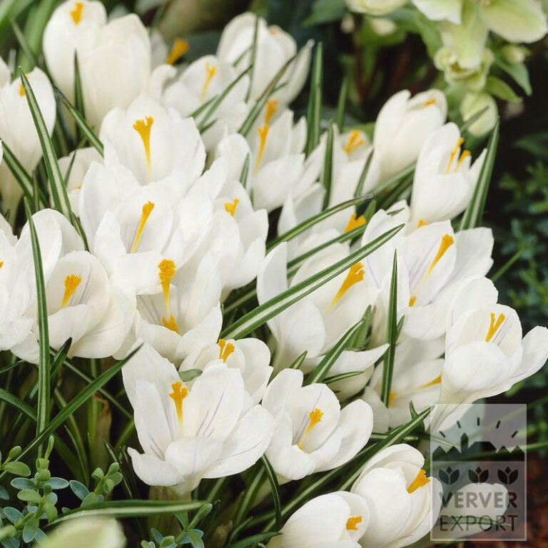 Bulbes Bio bio Crocus 'Jeanne d'Arc' (14610)