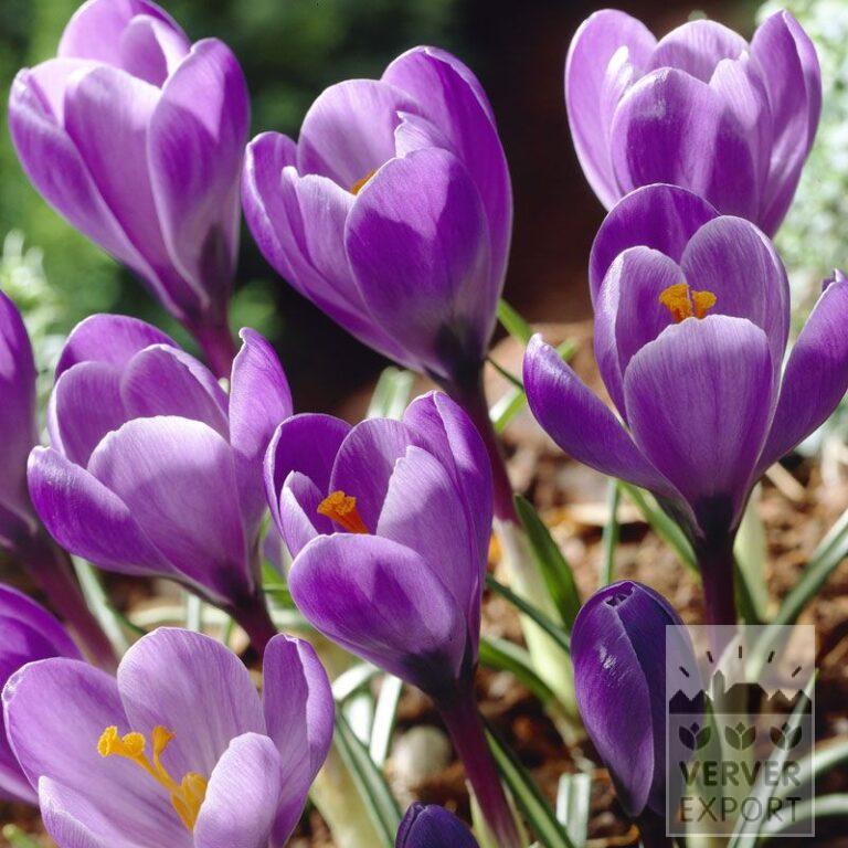 Bulbes Bio bio Crocus 'Grand Maître' (14608)