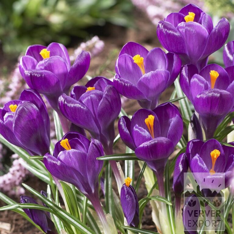 Crocus 'Flower Record' (14007)