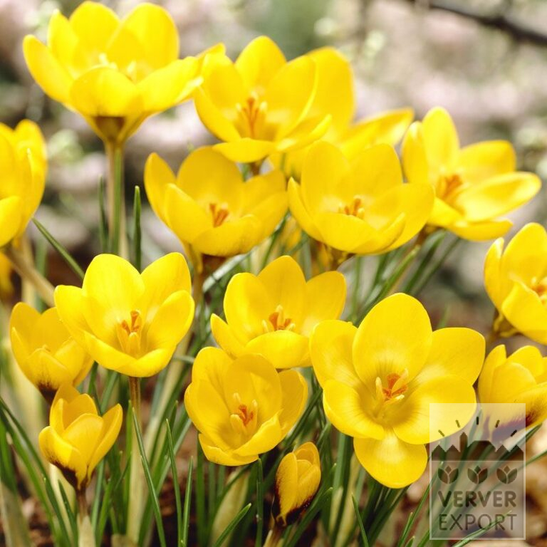 Crocus chrysanthus 'Goldilocks' (14014)