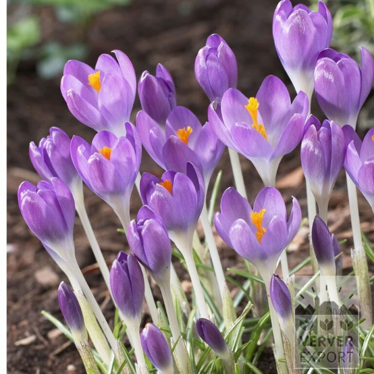 Crocus tommasinianus 'Barr's Purple' (14022)