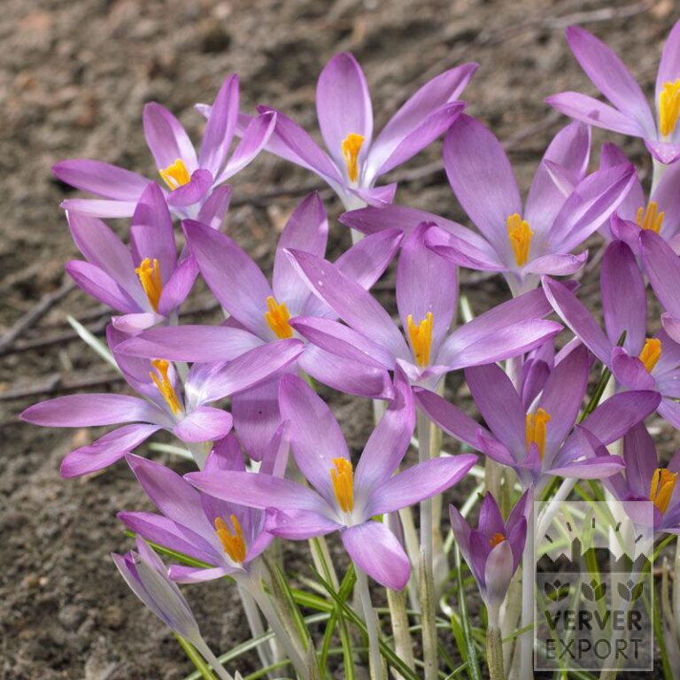 Crocus tommasinianus roseus (14031)