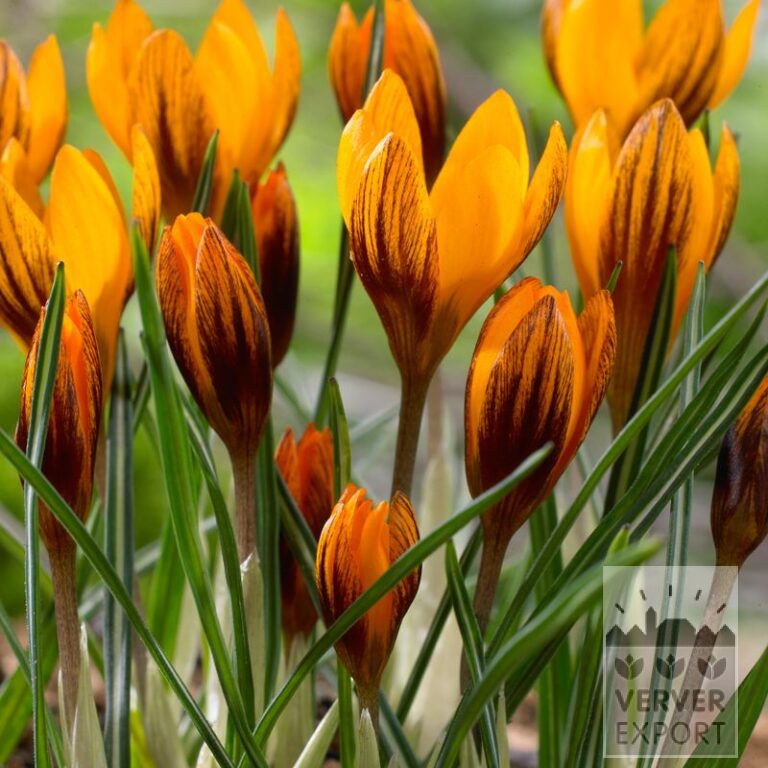 Crocus chrysanthus 'Orange Monarch' (14032)