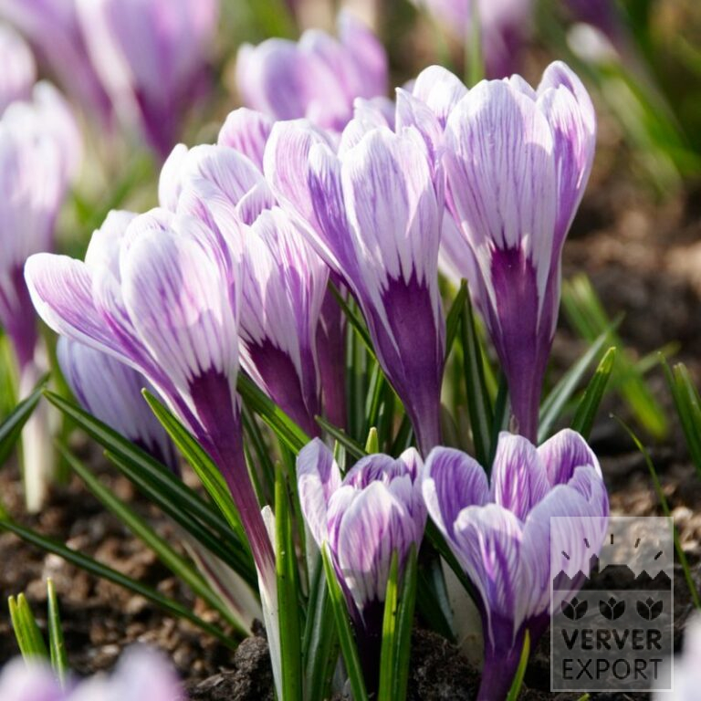 Crocus 'King of the Striped' (14033)