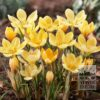 Bulbes Bio bio Crocus chrysanthus 'Romance' (14607)