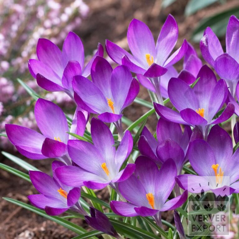 Bulbes Bio bio Crocus tommasinianus 'Ruby Giant' (14605)