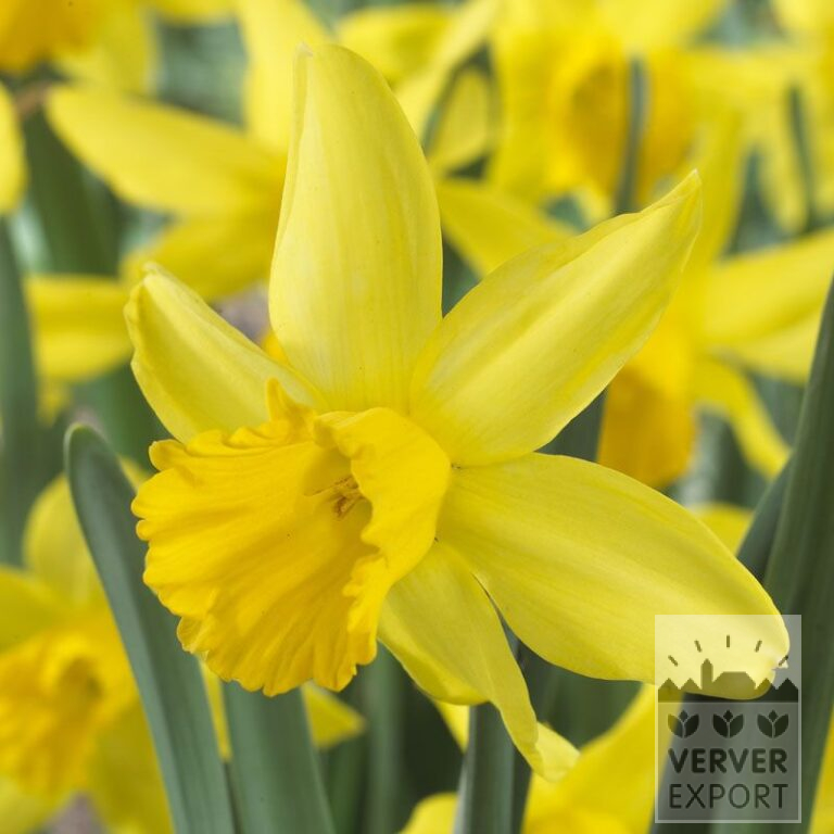Narcisses 'February Gold' (15003)