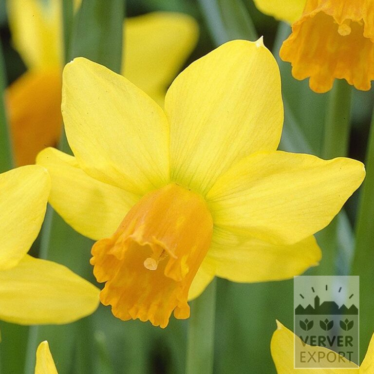 Narcisses 'Jetfire' (15005)
