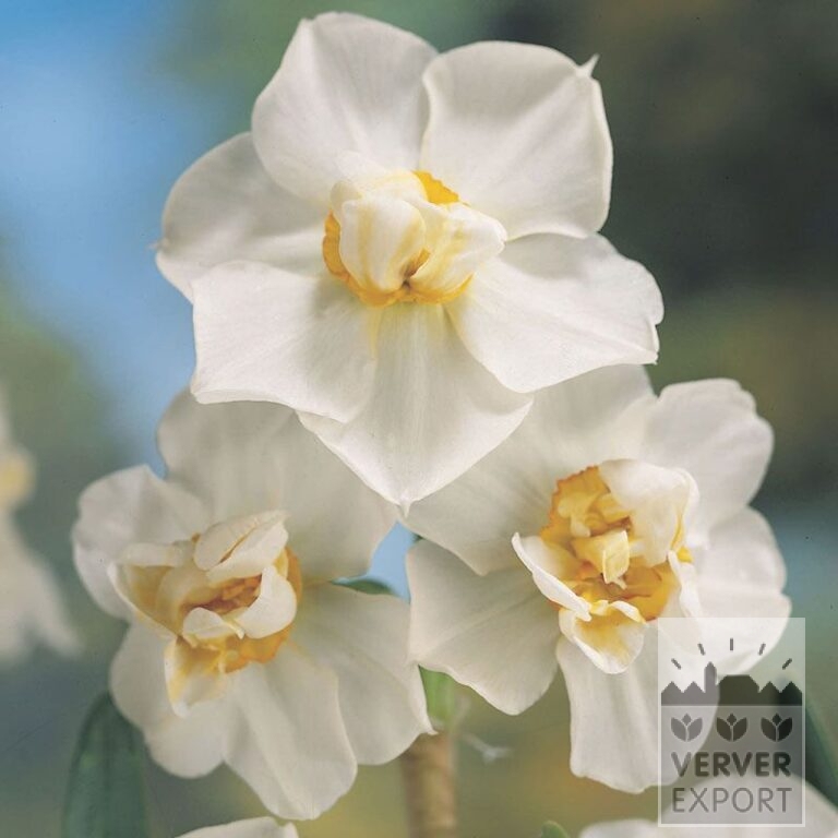 Narcisses 'Cheerfulness' (15013)