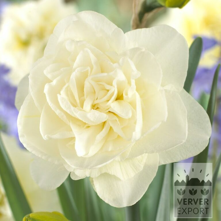 Narcisses 'Obdam' (15017)