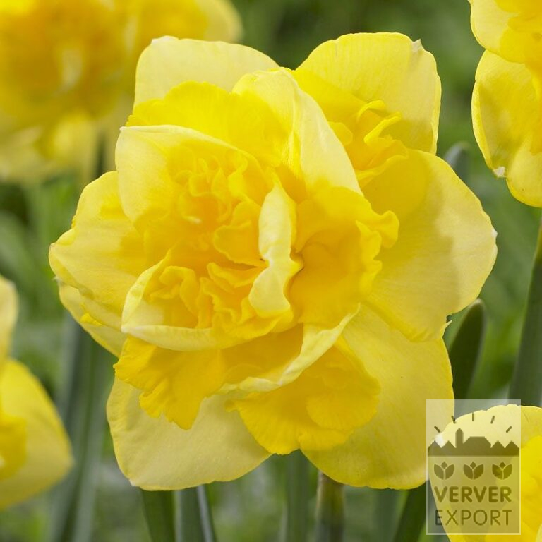 Narcisses 'Sherbourne' (15019)