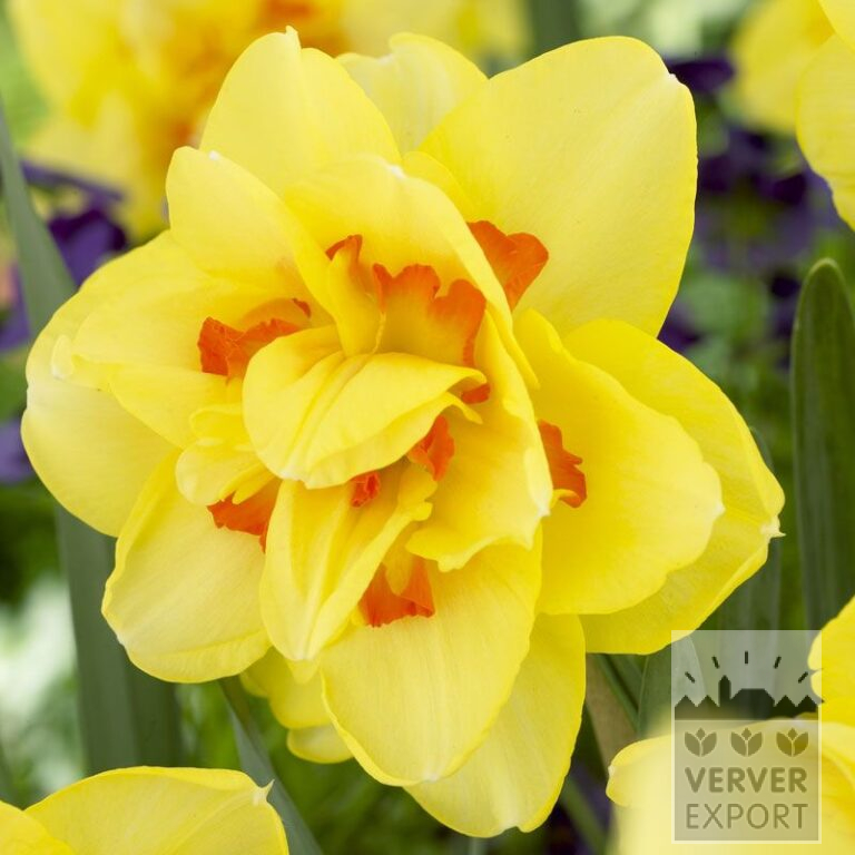 Narcisses 'Tahiti' (15020)