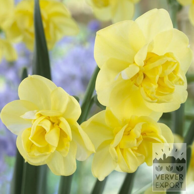 Narcisses 'Yellow Cheerfulness' (15021)