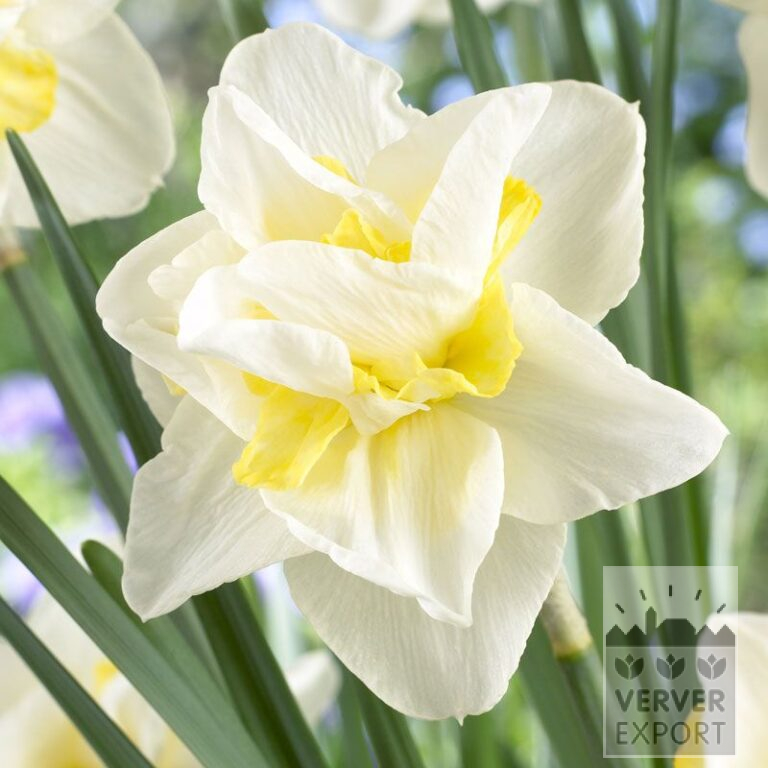 Narcisses 'White Lion' (15022)