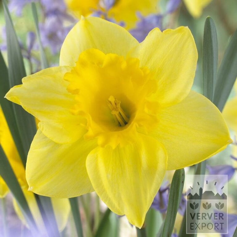 Narcisses 'Carlton' (15029)