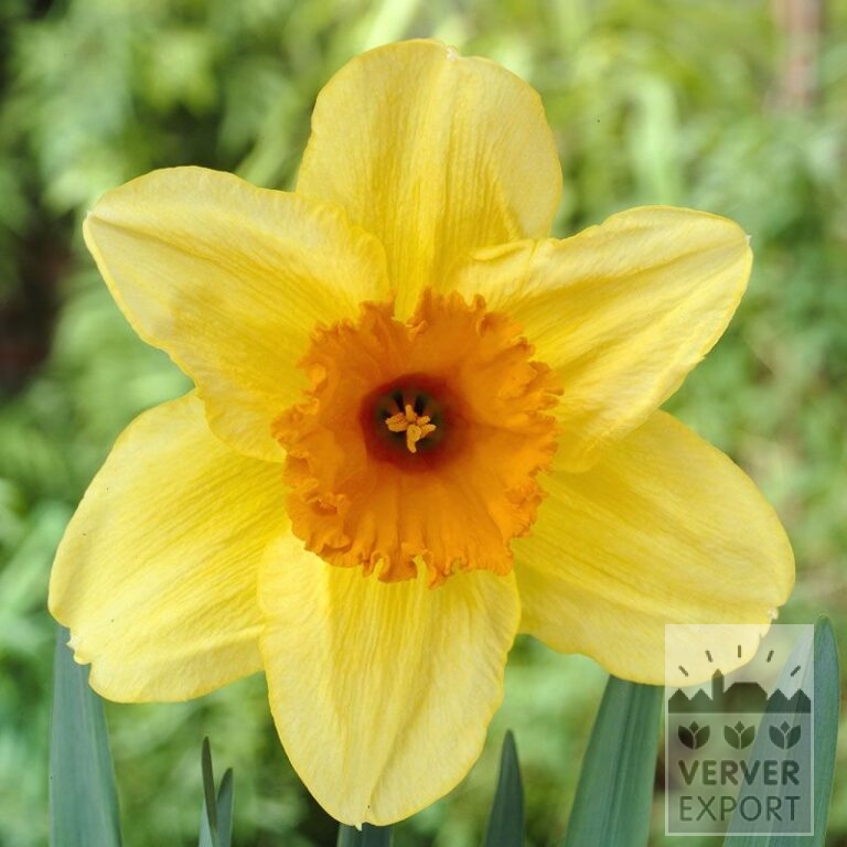 Narcisses 'Fortissimo' (15033)