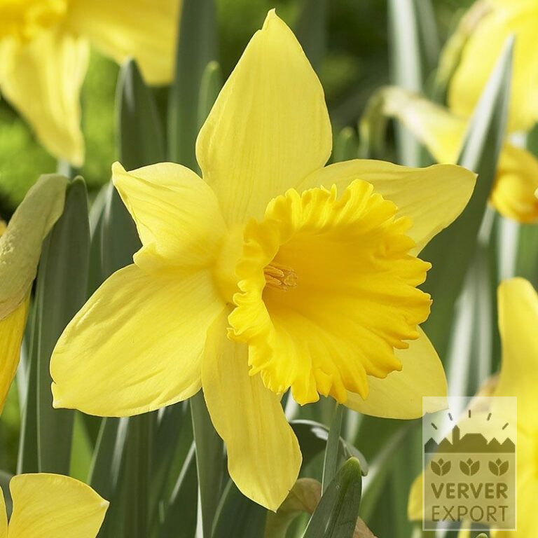 Narcisses 'Golden Harvest' (15034)