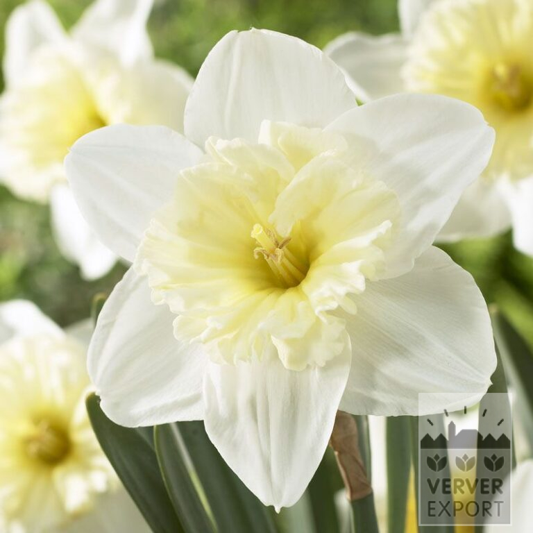 Narcisses 'Ice Follies' (15035)