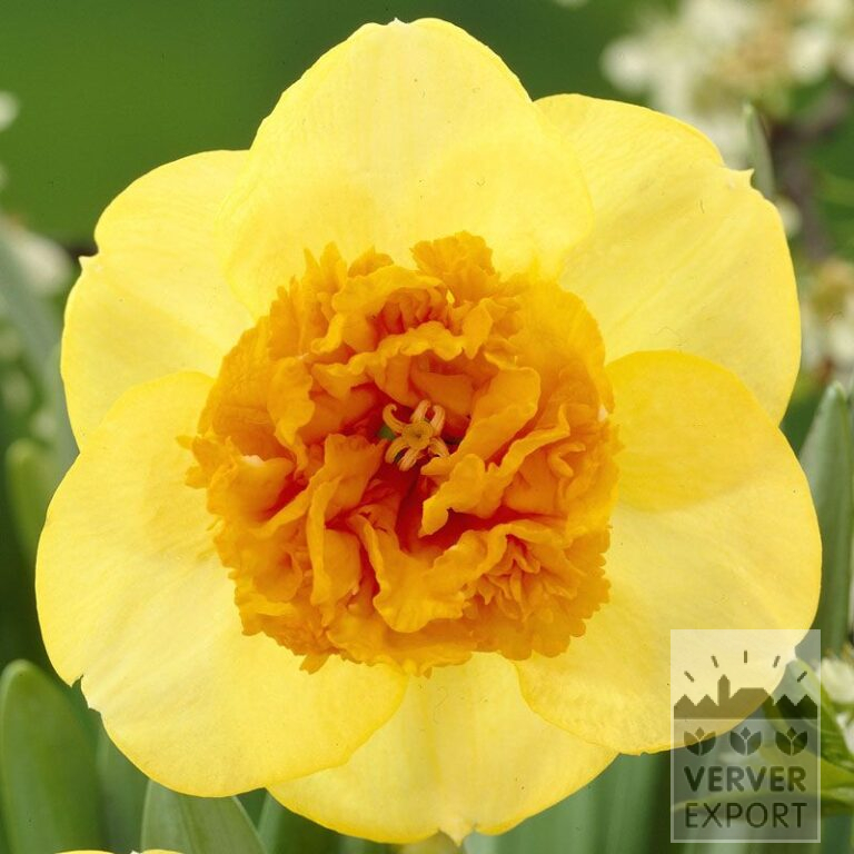 Narcisses 'Modern Art' (15039)
