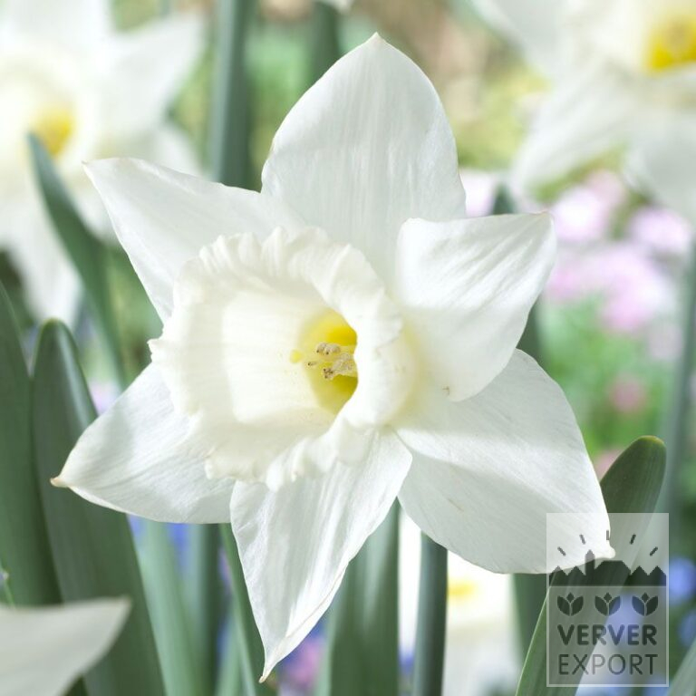 Narcisses 'Mount Hood' (15040)