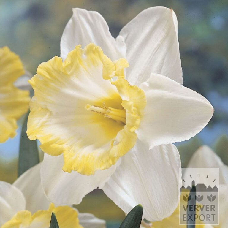 Narcisses 'Sweet Harmony' (15046)