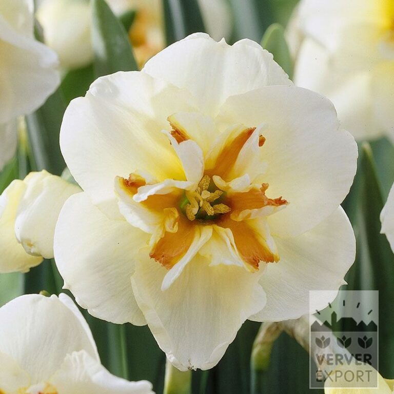 Narcisses 'Broadway Star' (15048)