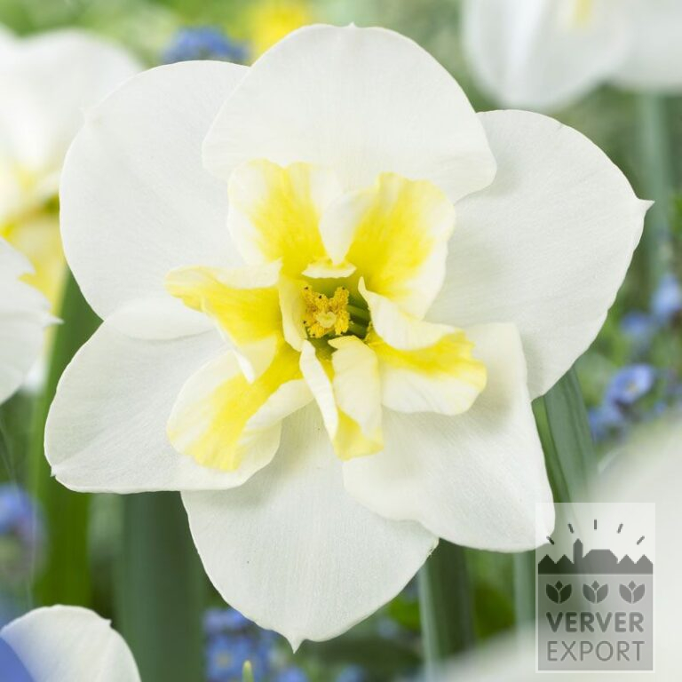 Narcisses 'Lemon Beauty' (15053)